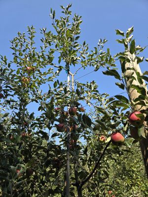 Demarest Farms by null