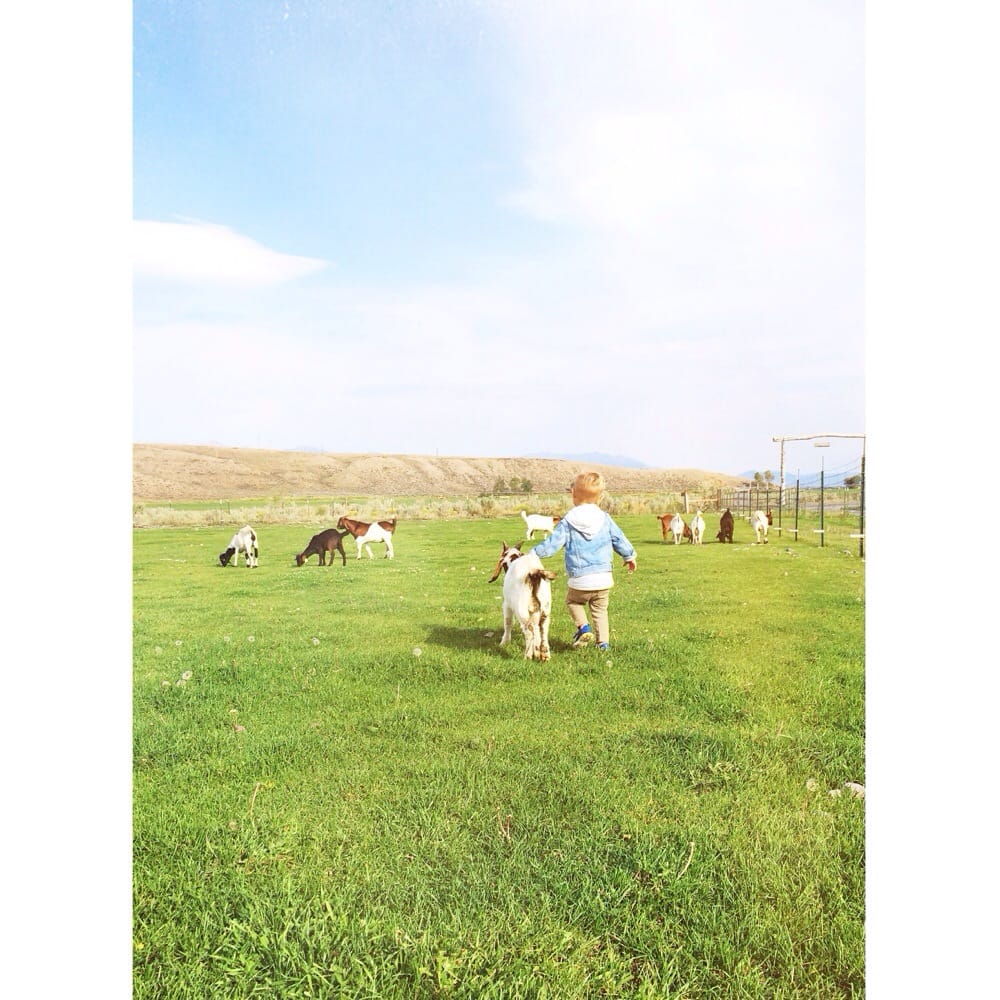 WINDYSAGE FARMSTAY B&B Updated September 2024 4489 Old Loop Rd