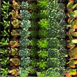 Coastal Paradise Nursery