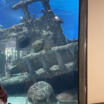Shark Reef Cafe - a woman sitting in front of the aquarium - Burgers Near Me - Albuquerque, New Mexico
