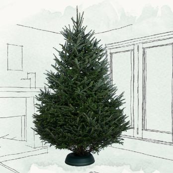 Walddie - Christmas Trees Near Me Walddie - Christmas Trees Near Me