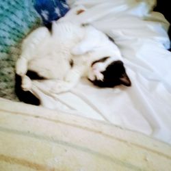 King's Harvest No Kill Pet Rescue - Here Thumbalina is worn out from , doing nothing