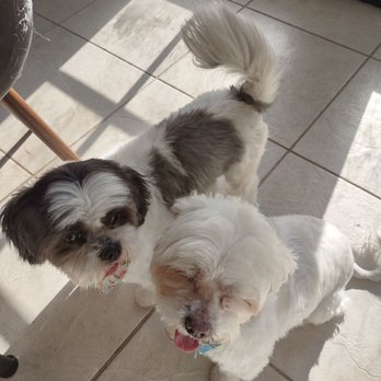 Going Mutts Pet Grooming - Milo and Backwards - Pet Groomers Near Me - Bakersfield, California