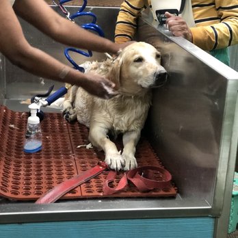 The Village Mutt - Buddy enjoying his bath! - Pet Stores Near Me - Claremont, California