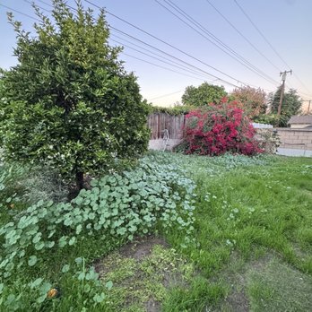 Affordable Tree Care - Before - Tree Services Near Me