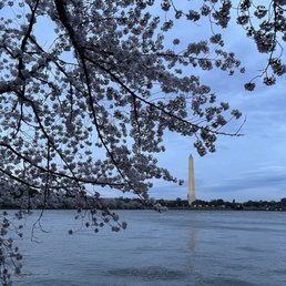 Washington Monument through the Cherry Blossoms