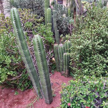 Palacio Nacional - Cacti Garden - Landmarks & Historical Buildings Near Me - México, D.F., DIF