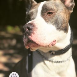 Ditmas Paws - Charlie B Barkin