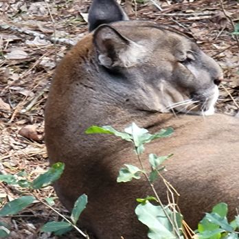 Tallahassee Museum - Museums Near Me - Tallahassee, Florida