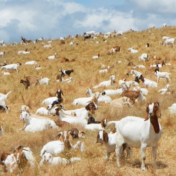 King Estates Open Space Park - When the grasses dry, goats reduce the wildfire danger. - Parks Near Me - Oakland, California King Estates Open Space Park - When the grasses dry, goats reduce the wildfire danger. - Parks Near Me - Oakland, California