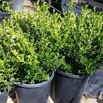 SoCal Nursery - Japanese Boxwood in 15 Gallon containers 2-3 ft high. These plants are perfect for a small hedge 2 to 5 ft high. - Nurseries & Gardening Near Me - Riverside, California