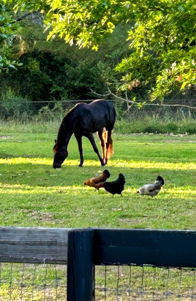 Canterbury Stables - equestrian in Moulton, AL