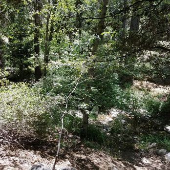 Silver Pines Lodge - Beautiful - Hotels Near Me - Idyllwild, California