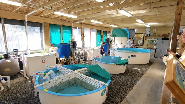Georgia Sea Turtle Center by null