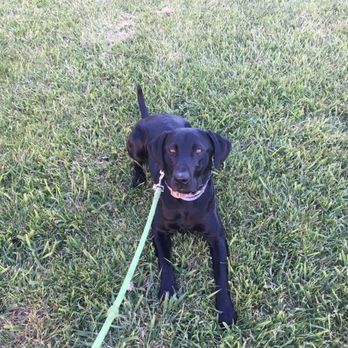 Red Rover Pet Resort - Pet Boarding Near Me - Milpitas, California