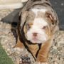 Photo of Colorado Kool Breed Canines