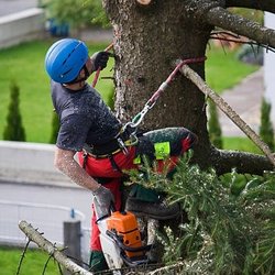 Sanchez Brothers Tree Service