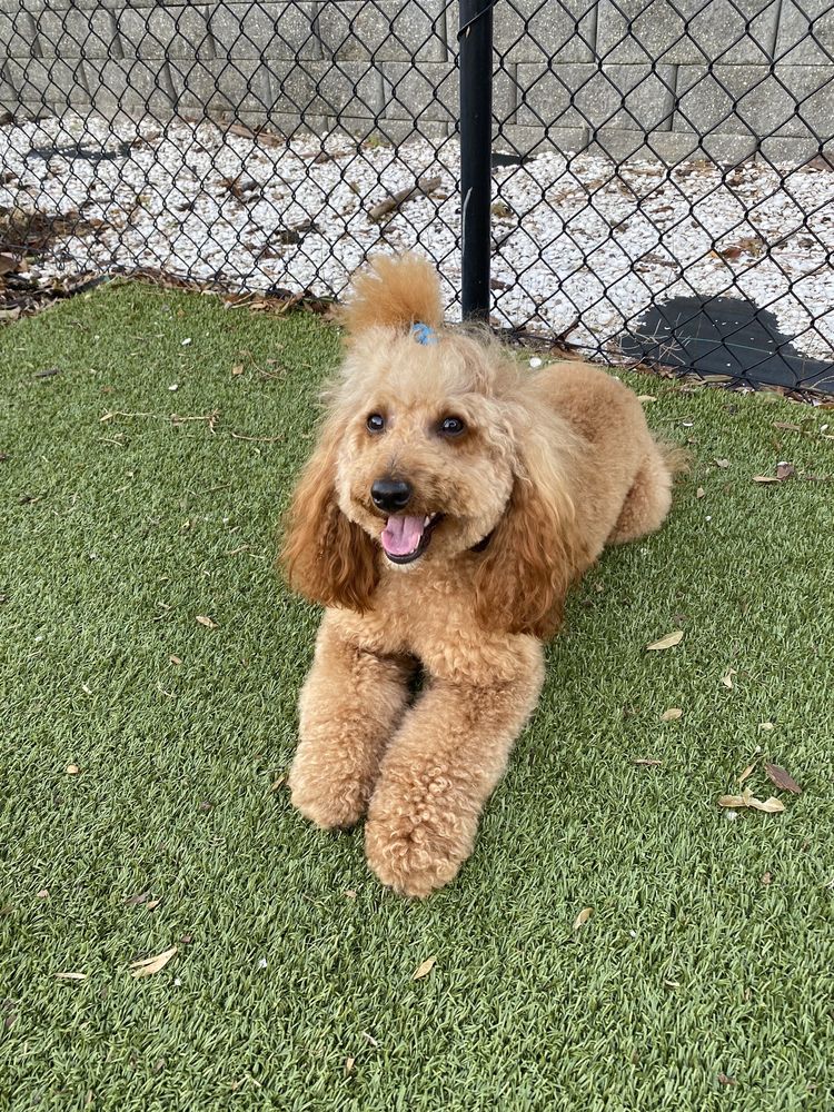 LADY & THE TRAMP PET GROOMING Updated October 2024 16 Reviews