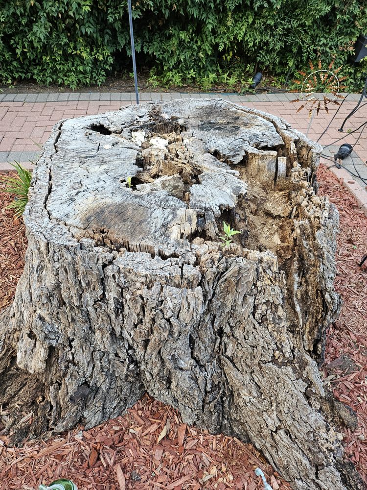 Texas Tree Transformations - tree service in Dallas, TX