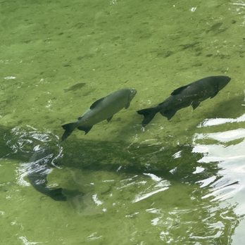 Blue Spring State Park - Big fishies - Parks Near Me - Orange City, Florida