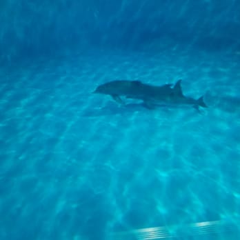 Indianapolis Zoo - Baby dolphin! - Zoos Near Me - Indianapolis, Indiana Indianapolis Zoo - Baby dolphin! - Zoos Near Me - Indianapolis, Indiana