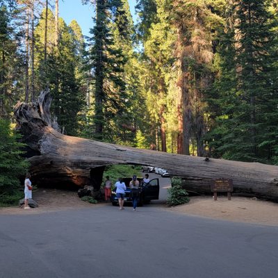 Sequoia National Park's Tunnel Log by null