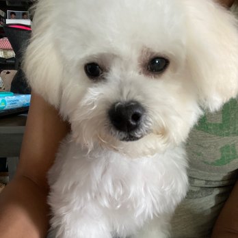 Coventry Pet Resort - He's had some water and run around since the cut but still looks FABULOUS! - Pet Sitting Near Me - Redlands, California