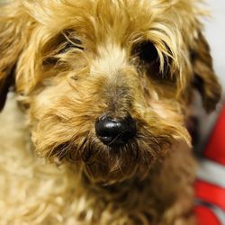 Lighthouse Animal Shelter