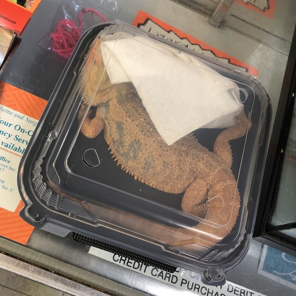 How my bearded dragon was packaged up for transport... in a take out container How my bearded dragon was packaged up for transport... in a take out container