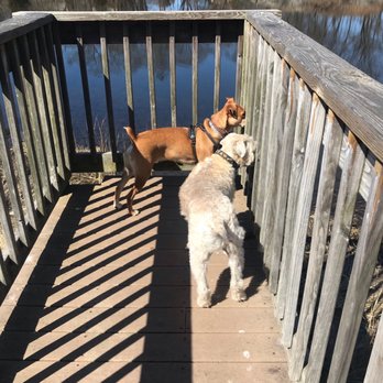 Tails N Trails  - Love getting pictures of what he's exploring and getting into! - Dog Walkers Near Me - Newport, Rhode Island