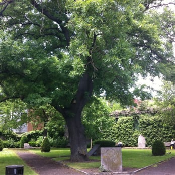 St. Kevin's Park - Lovely big tree - Landmarks & Historical Buildings Near Me - Dublin, D