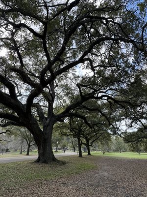 Audubon Park by null