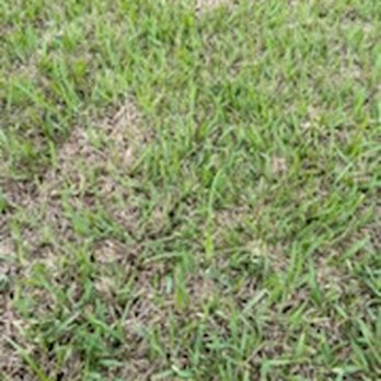 Allen's Sodding Service - a patch of green grass - Landscaping Near Me - Belleview, Florida