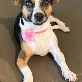 Paws & Co - She can't stop smiling! - Pet Groomers Near Me - Covina, California