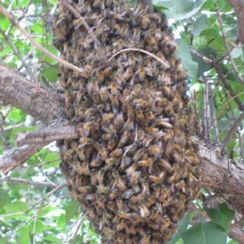 Comfort Pest Control - This is a swarm of bees. They are looking for a location to start a hive. This should never be exterminated, it should be t... - Pest Control Near Me Comfort Pest Control - This is a swarm of bees. They are looking for a location to start a hive. This should never be exterminated, it should be t... - Pest Control Near Me