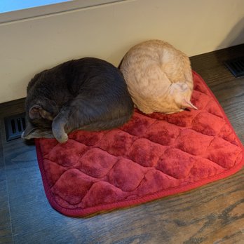 Koneko - two sleeping kitties - Breakfast & Brunch Near Me - New York, New York Koneko - two sleeping kitties - Breakfast & Brunch Near Me - New York, New York