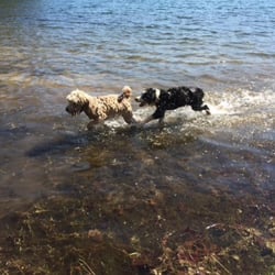 Touchstone Australian Labradoodles