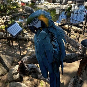 Free Flight - Macaw - Animal Shelters Near Me - Del Mar, California