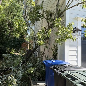 Lopez Tree Services - Storm tree damage - Tree Services Near Me - Alexandria, Virginia