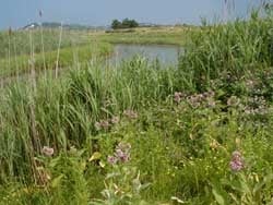 Belle Isle Marsh Reservation by null