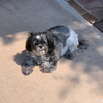 Saguaro Veterinary Clinic - Maggie May - Veterinarians Near Me - Scottsdale, Arizona