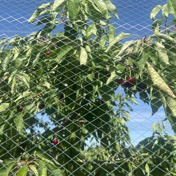 Johnson U-Pick Farm - Pick Your Own Farms Near Me - Gridley, California