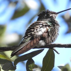 Carr Canyon - Rivoli's Hummingbird
