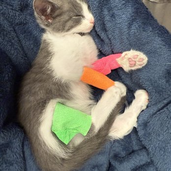 VEG ER for Pets - All places they tried to get needles in him - Emergency Pet Hospital Near Me - Austin, Texas VEG ER for Pets - All places they tried to get needles in him - Emergency Pet Hospital Near Me - Austin, Texas