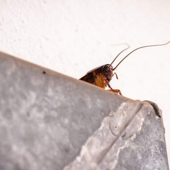 Aim Pest Solutions - Different homes can experience different pest challenges, even within the same neighborhood... - Pest Control Near Me - Batavia, Ohio Aim Pest Solutions - Different homes can experience different pest challenges, even within the same neighborhood... - Pest Control Near Me - Batavia, Ohio