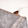 Aim Pest Solutions
