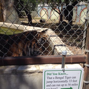 Austin Zoo - You have to reeeeeally put a lot of trust into the construction of those fences. - Zoos Near Me - Austin, Texas