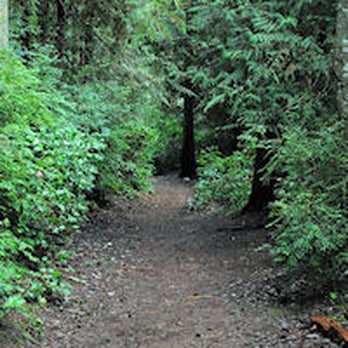 Marguerite Brons Memorial Off-Leash Park - Parks Near Me - Clinton, Washington Marguerite Brons Memorial Off-Leash Park - Parks Near Me - Clinton, Washington