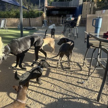 St Barks - Dog Parks Near Me - STUDIO CITY, California St Barks - Dog Parks Near Me - STUDIO CITY, California