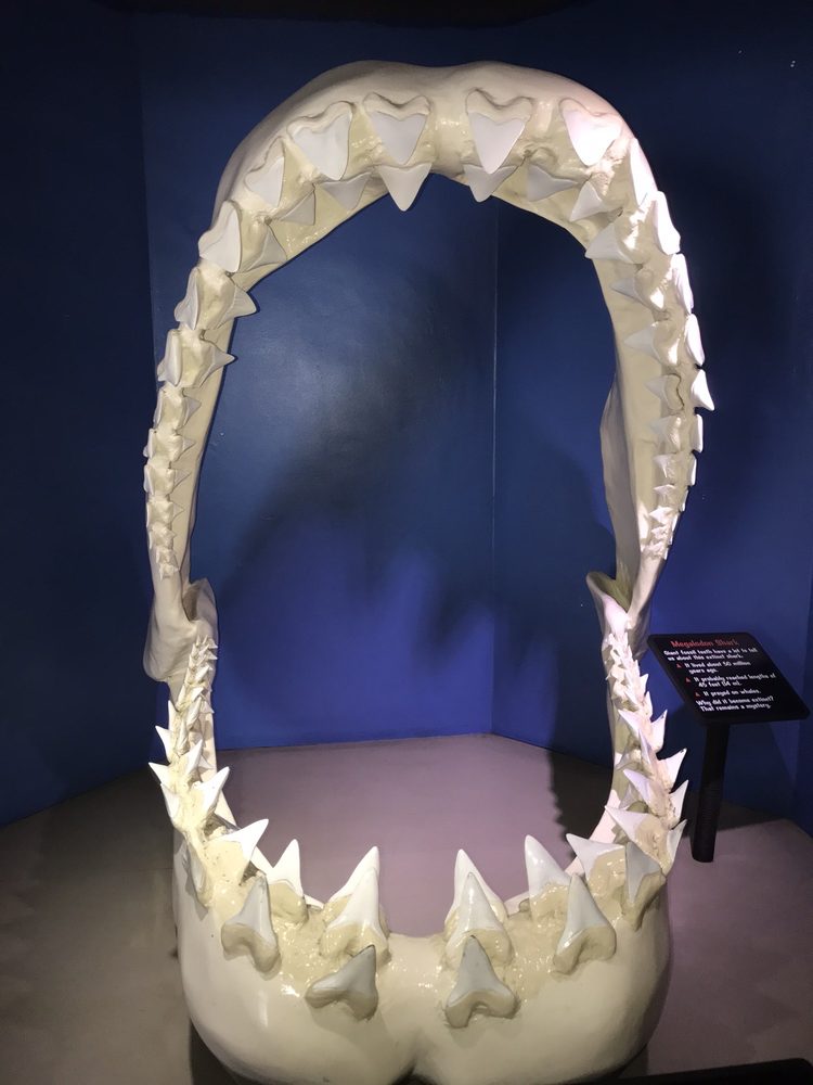 SHARK ENCOUNTER AT SEA WORLD 117 Photos & 19 Reviews 500 Sea World Dr, San Diego, California